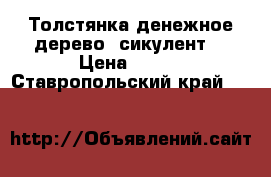 Толстянка(денежное дерево) сикулент. › Цена ­ 100 - Ставропольский край  »    